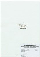 藏品(匍匐擬石花)的圖片